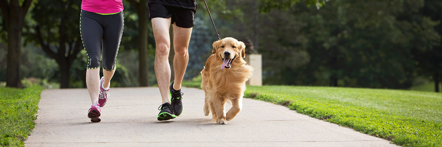 DogWatch of the Shenandoah Valley, Dayton, Virginia | Electronic Dog Training Collars Footer Image Image
