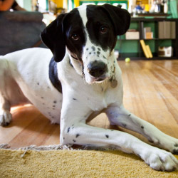 DogWatch of the Shenandoah Valley, Dayton, Virginia | Indoor Pet Boundaries Contact Us Image