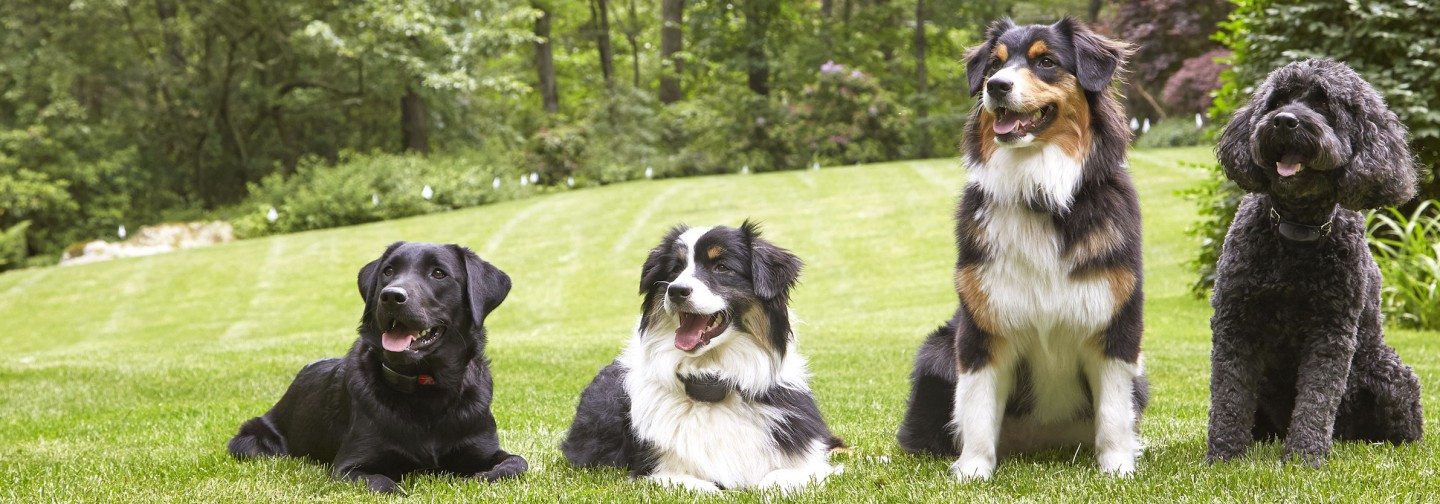 DogWatch of the Shenandoah Valley, Dayton, Virginia | Support Footer Image Image