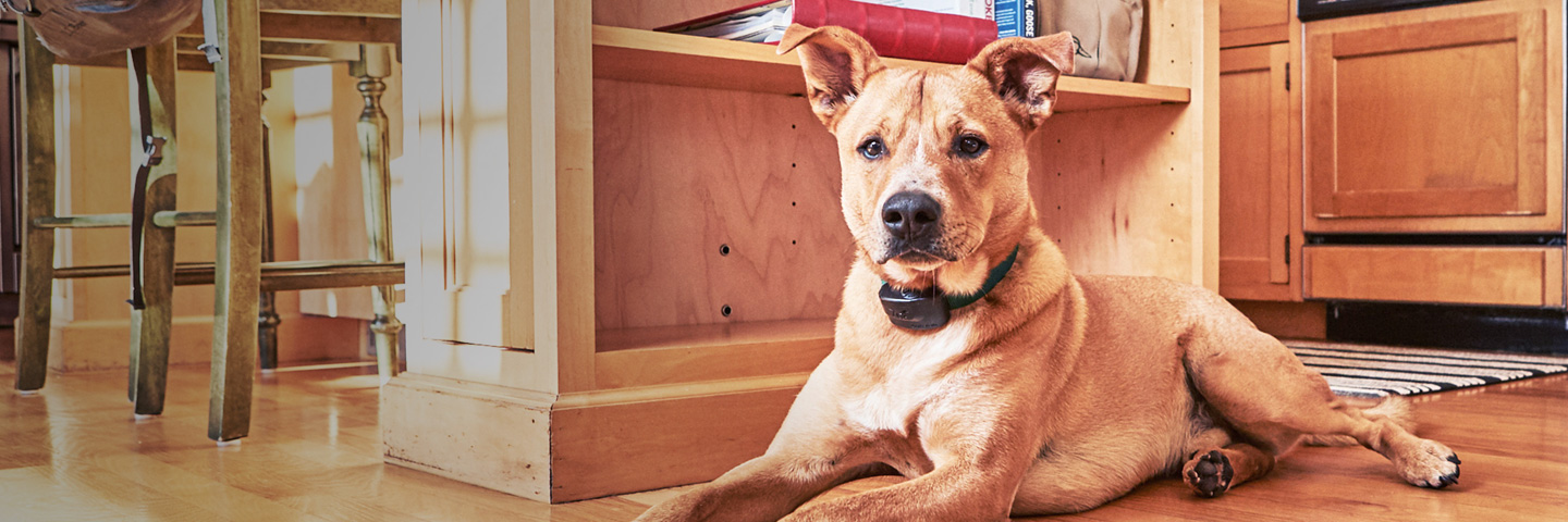DogWatch of the Shenandoah Valley, Dayton, Virginia | Indoor Pet Fences Slider Image