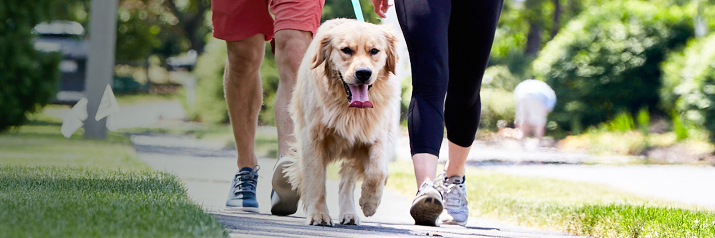 DogWatch of the Shenandoah Valley, Dayton, Virginia | SideWalker Leash Trainer Slider Image