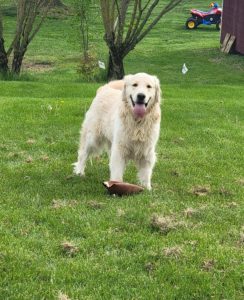 Golden Retriever